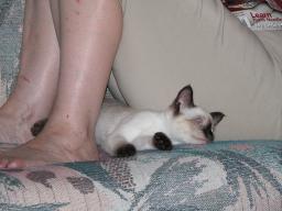 kittens - 071007 40